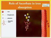 What is the role of vitamin c or ascorbic acid in increasing iron absorption?